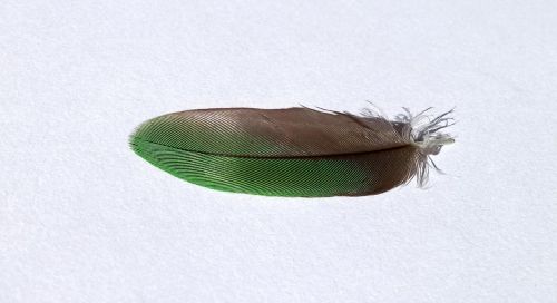 bird feather green nature