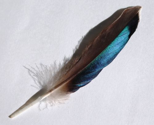 bird feather turquoise blue