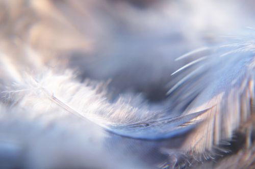 Bird Feathers 10