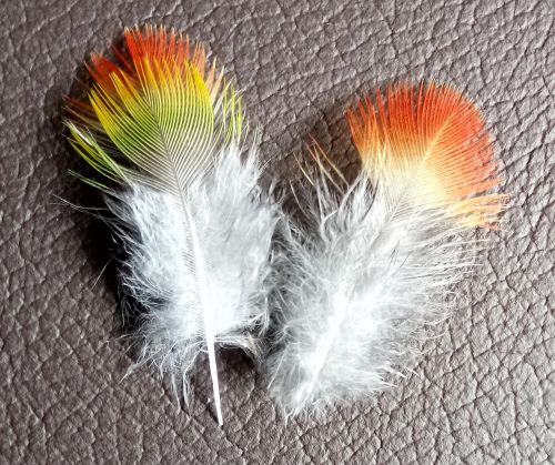 bird feathers rainbow lorikeet wildlife