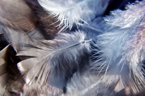 Bird Feathers 5