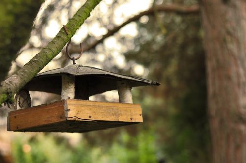 bird feeder feeding garden nature