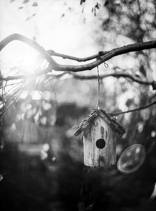 bird feeder tree wood