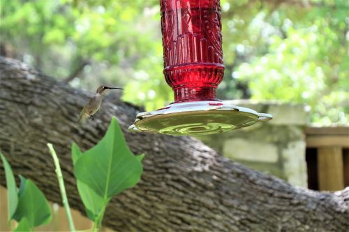 bird feeder red humming bird