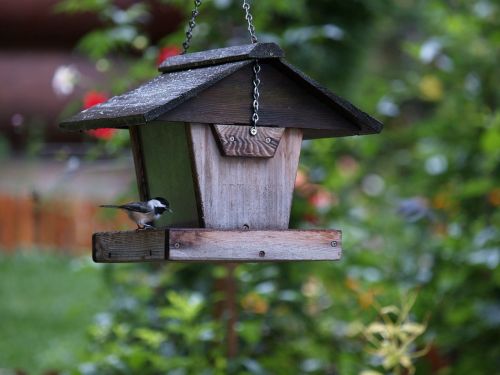 bird feeder chickadee bird