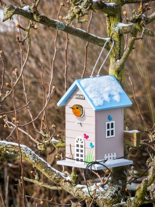 bird feeder robin feed