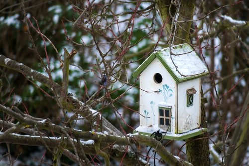 bird feeder  house  feed