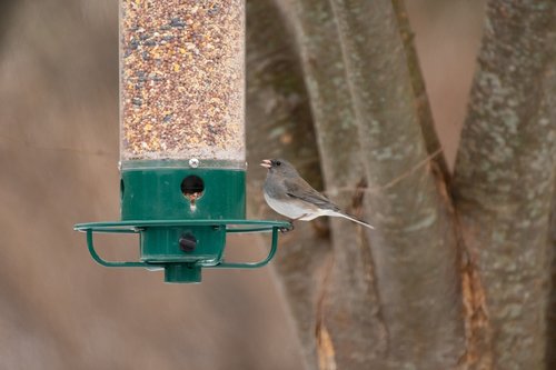 bird feeder  backyard  wildlife