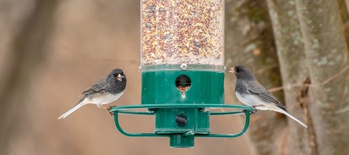 bird feeder  backyard  wildlife