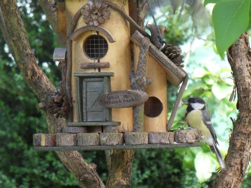 bird feeder tit garden