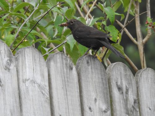 bird feeding wildlife nestling