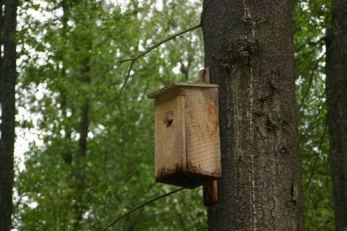 bird feeding tray tree forest