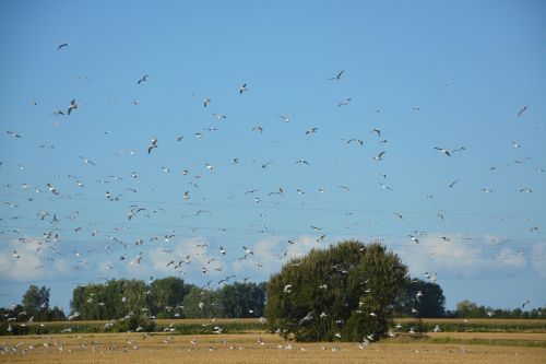 bird flight birds field