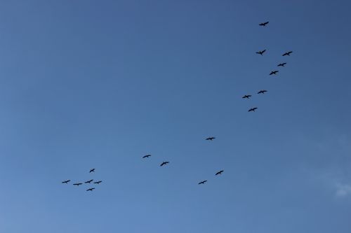 bird flight sky flight