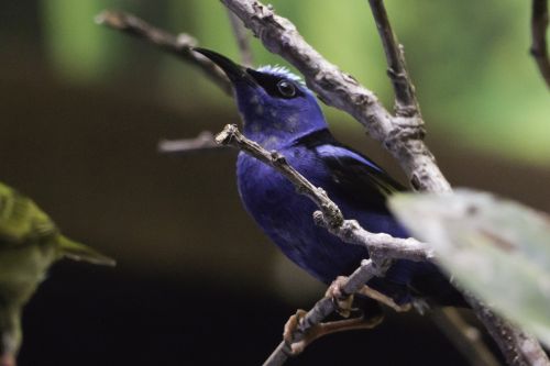 bird-fly colored feathers nature