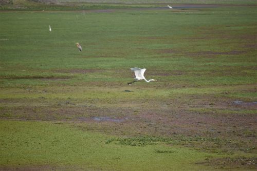 Bird Flying