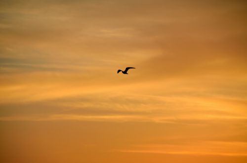Bird Flying Over At Sunset