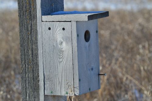 bird house prairies nature