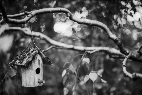 bird house black and white monochrome