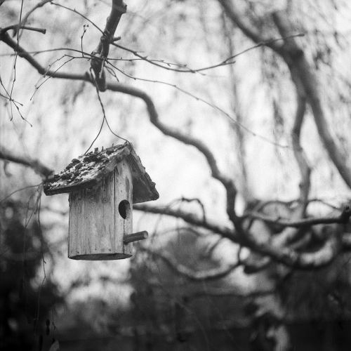 bird house black and white monochrome