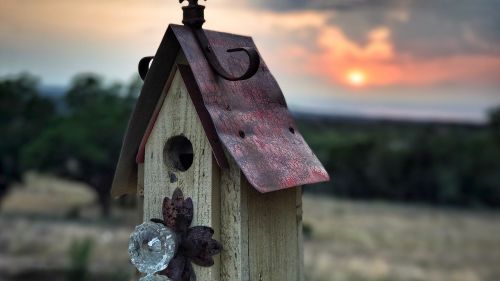 bird house birdhouse nature