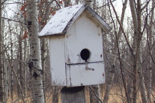 Bird House Closeup