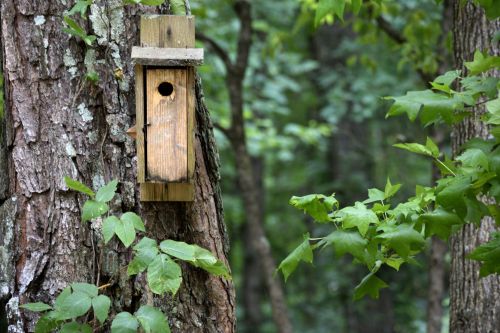 Bird House On Tree