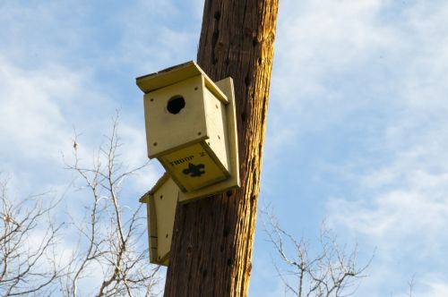 Bird Houses