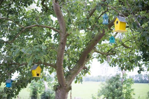 bird houses bird tree