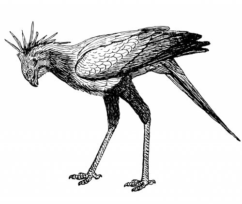 Bird Illustration Clipart