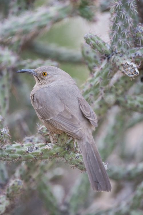 Bird In Cactus