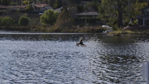 Bird In Flight Over The Lake