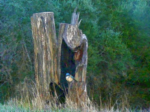 Bird In Log