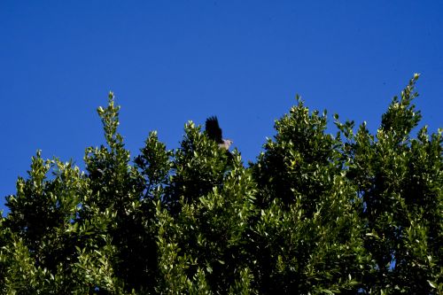 Bird In Trees