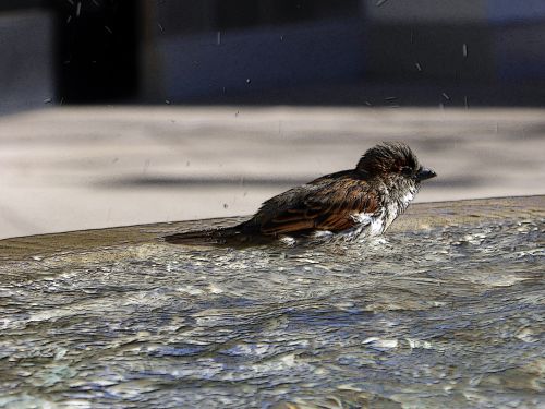 Bird In Water Fountain