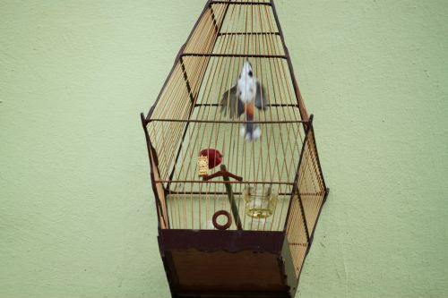 Bird Inside The Cage