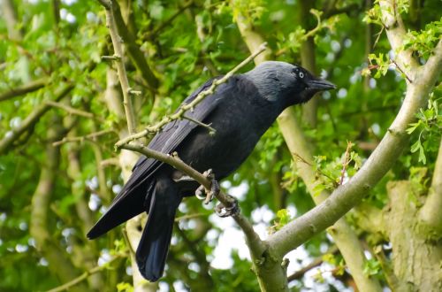 Bird - Jackdaw - Corvus Monedula