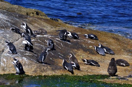 bird life ocean nature