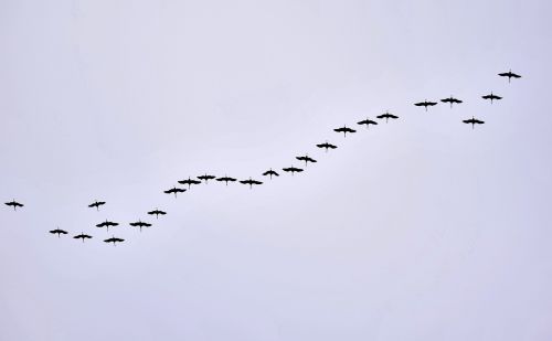 bird migration cranes formation