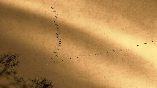 bird migration cranes migratory birds