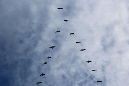 bird migration  wild geese  great