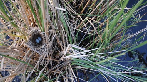 bird nest outdoors wildlife