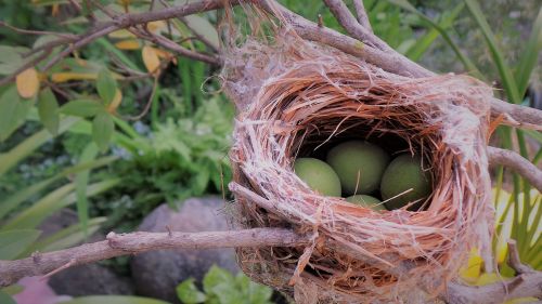 bird nest new real nature