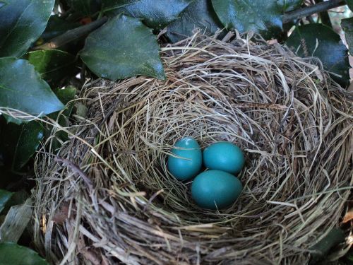 bird nest blue eggs nest