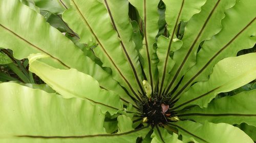 bird nest fern asplenium fern