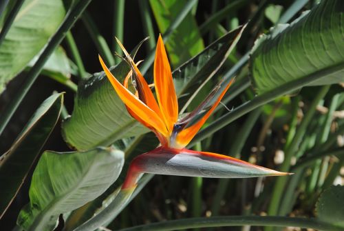 bird of paradise flower tropical flower