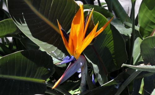 Bird Of Paradise