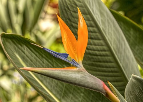 Bird Of Paradise