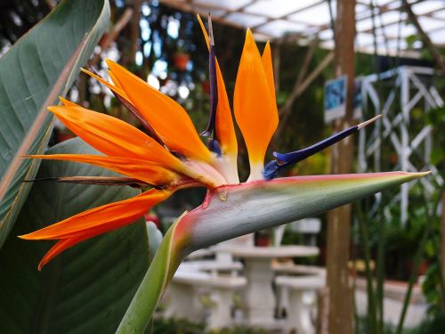 bird of paradise flower orange