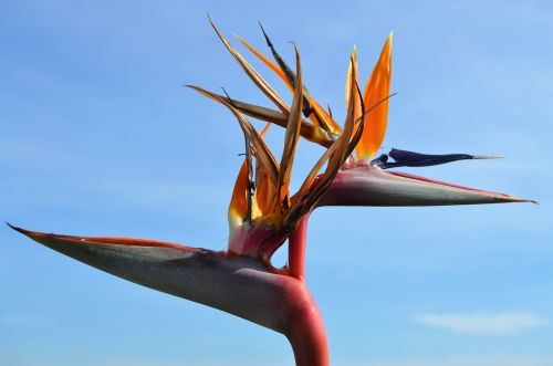 bird of paradise flowers almuñecar